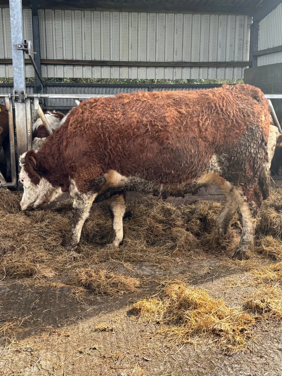 Incalf Simmental heifers - Image 2