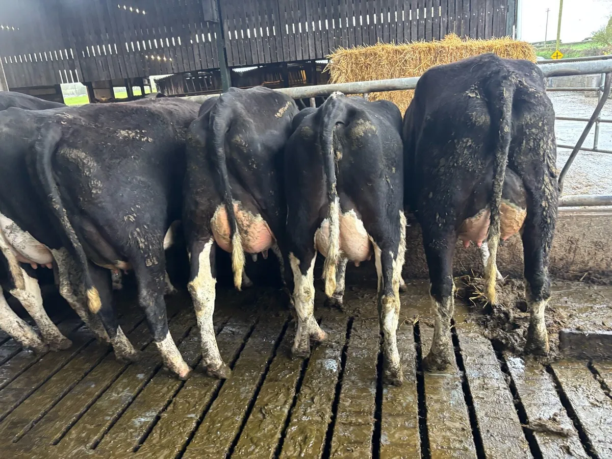 Friesian cows and maiden heifers - Image 2