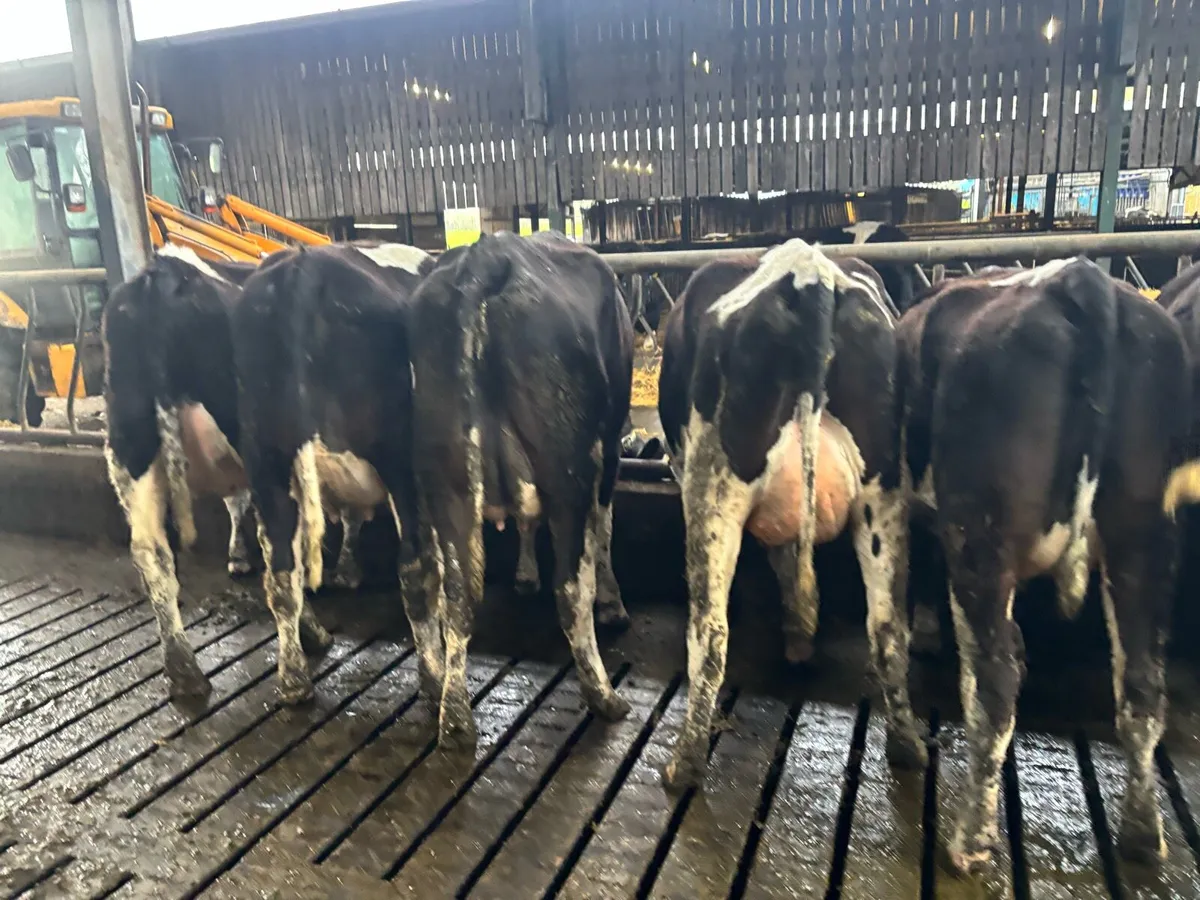 Friesian cows and maiden heifers - Image 3