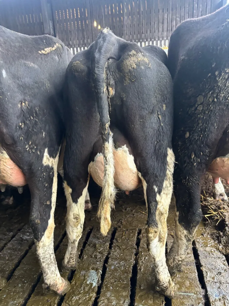 Friesian cows and maiden heifers - Image 4