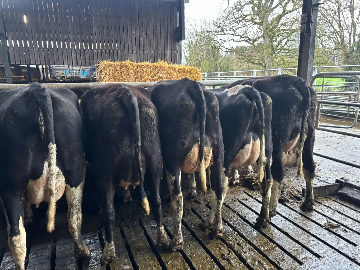Friesian cows and maiden heifers - Image 1