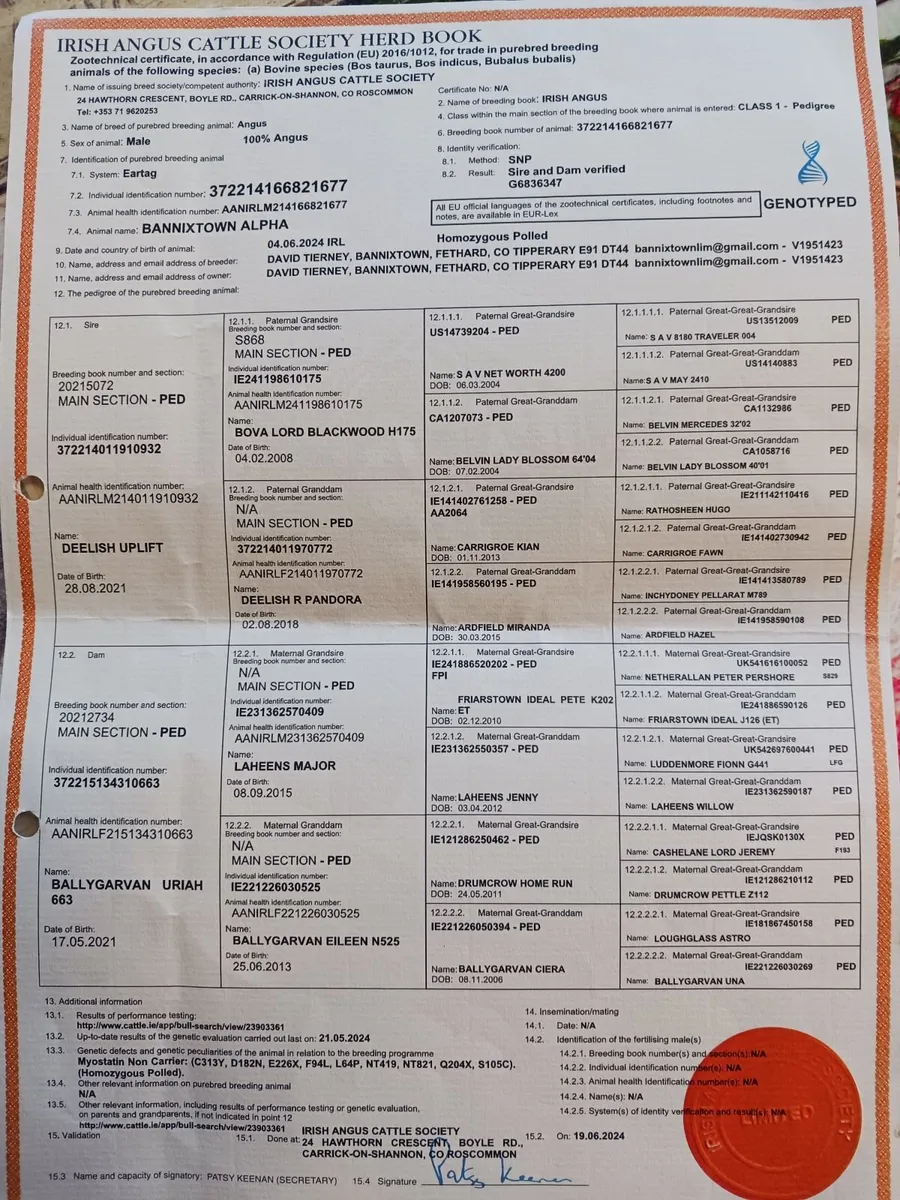 An Aberdeen angus bull - Image 4