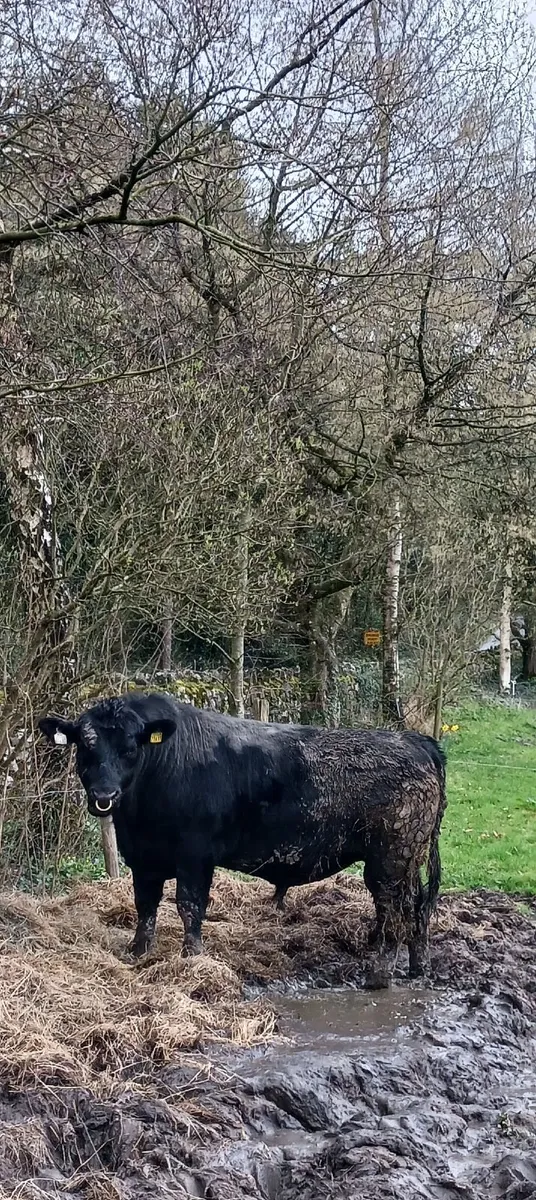 An Aberdeen angus bull - Image 3