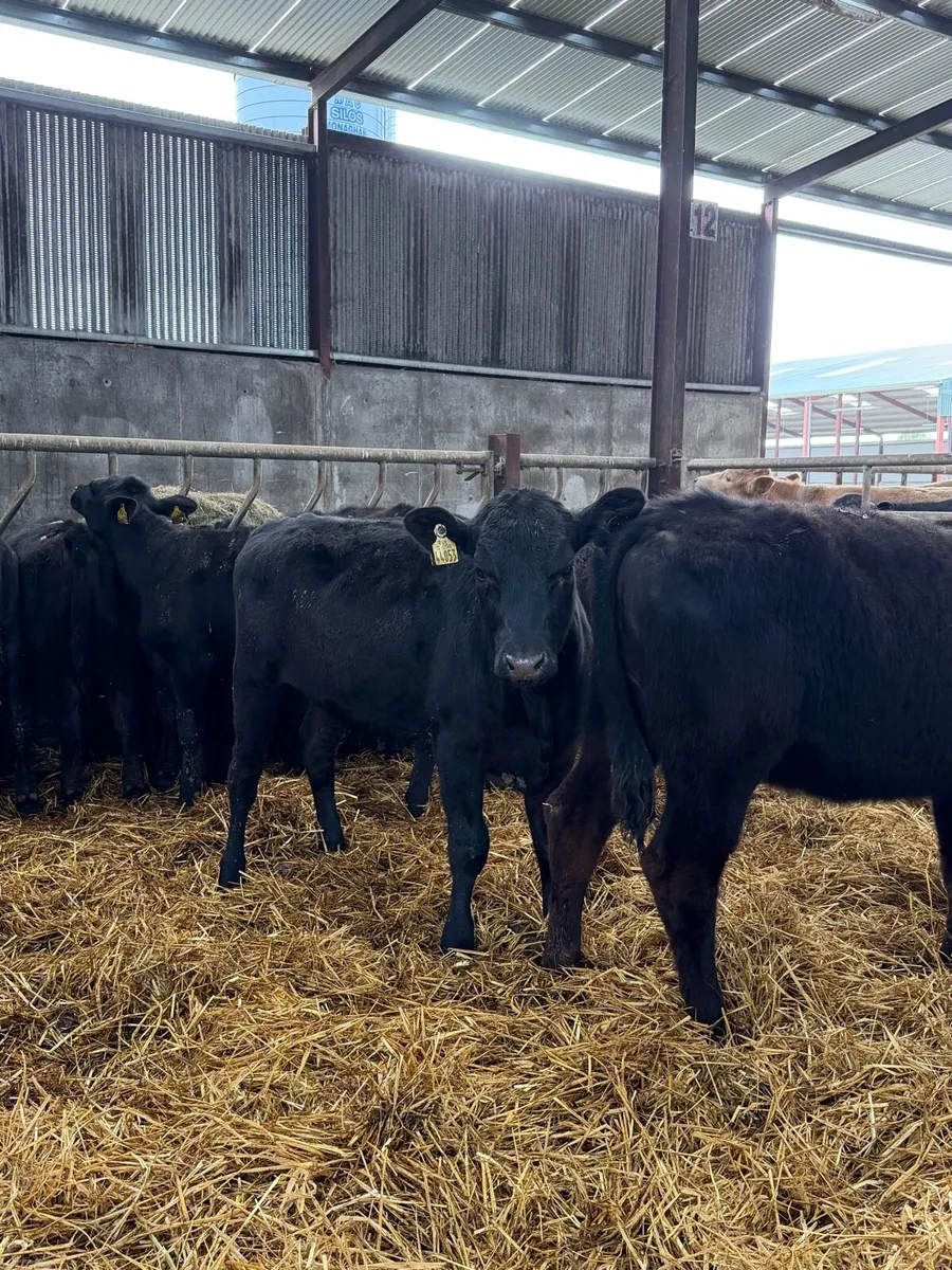 15 super Aberdeen Angus heifers - Image 3