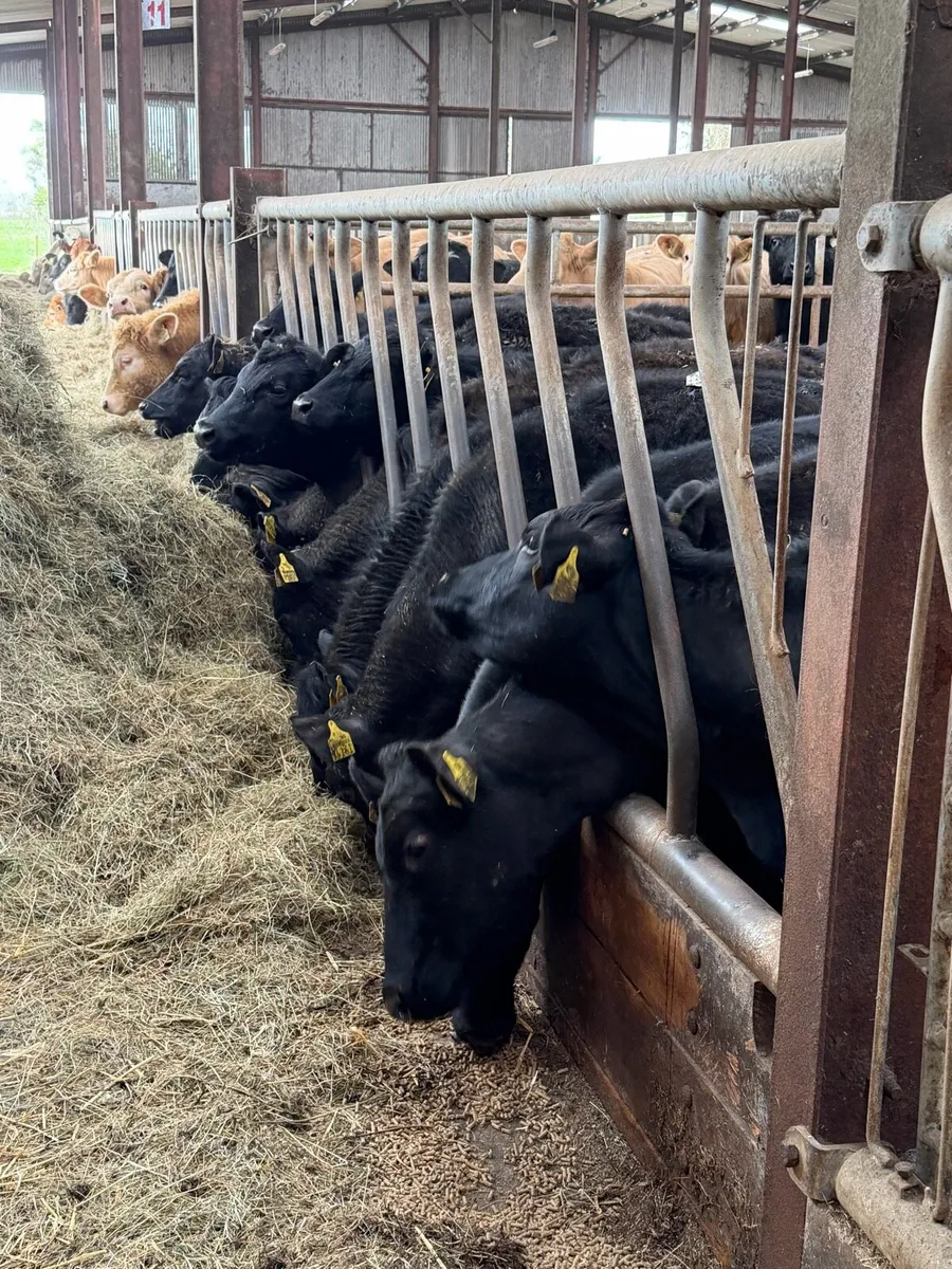 15 super Aberdeen Angus heifers - Image 4