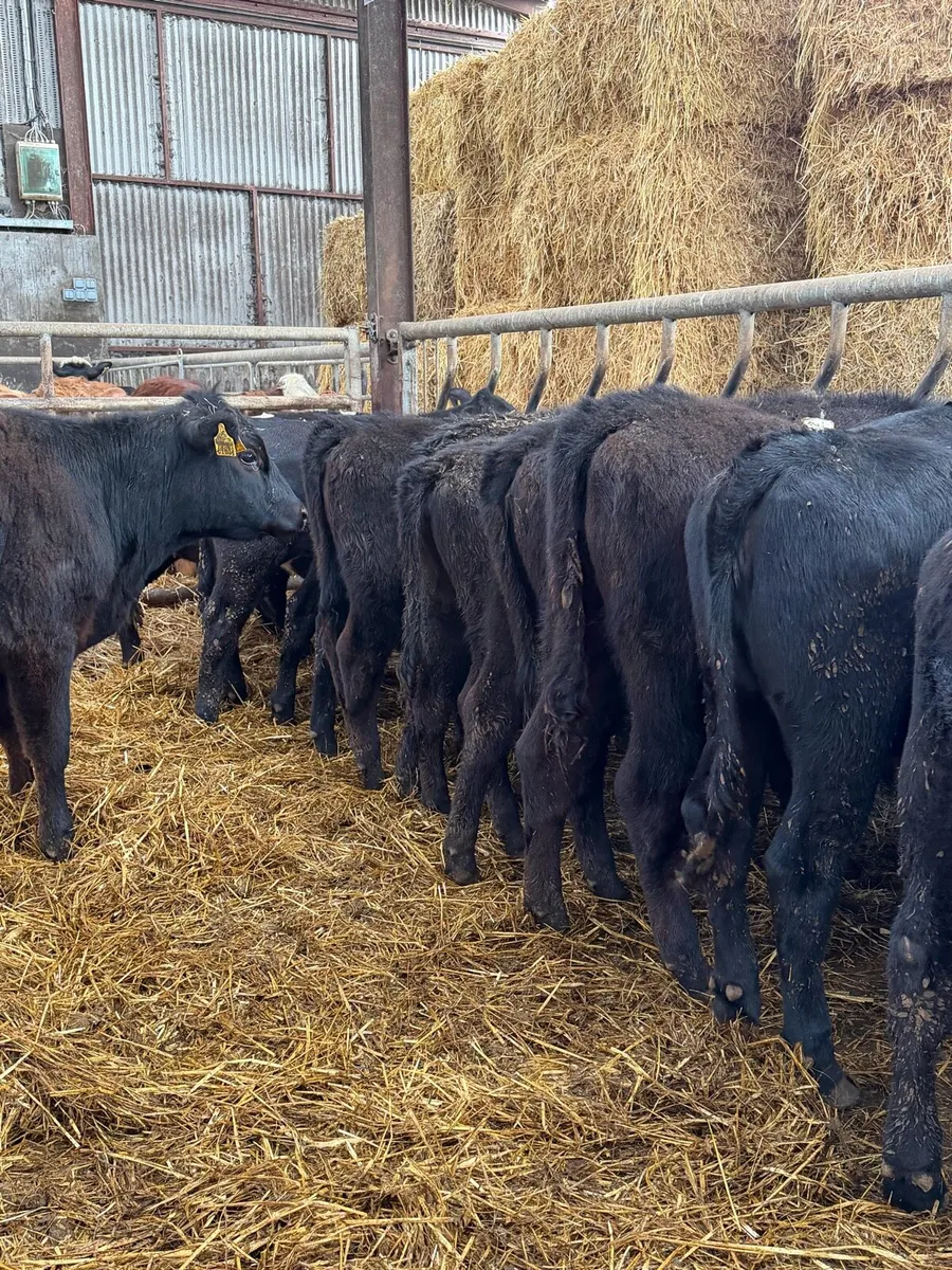 15 super Aberdeen Angus heifers - Image 1