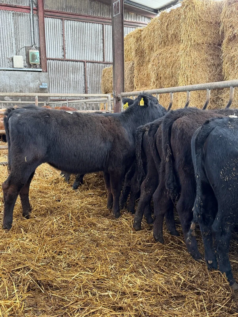 15 super Aberdeen Angus heifers - Image 2