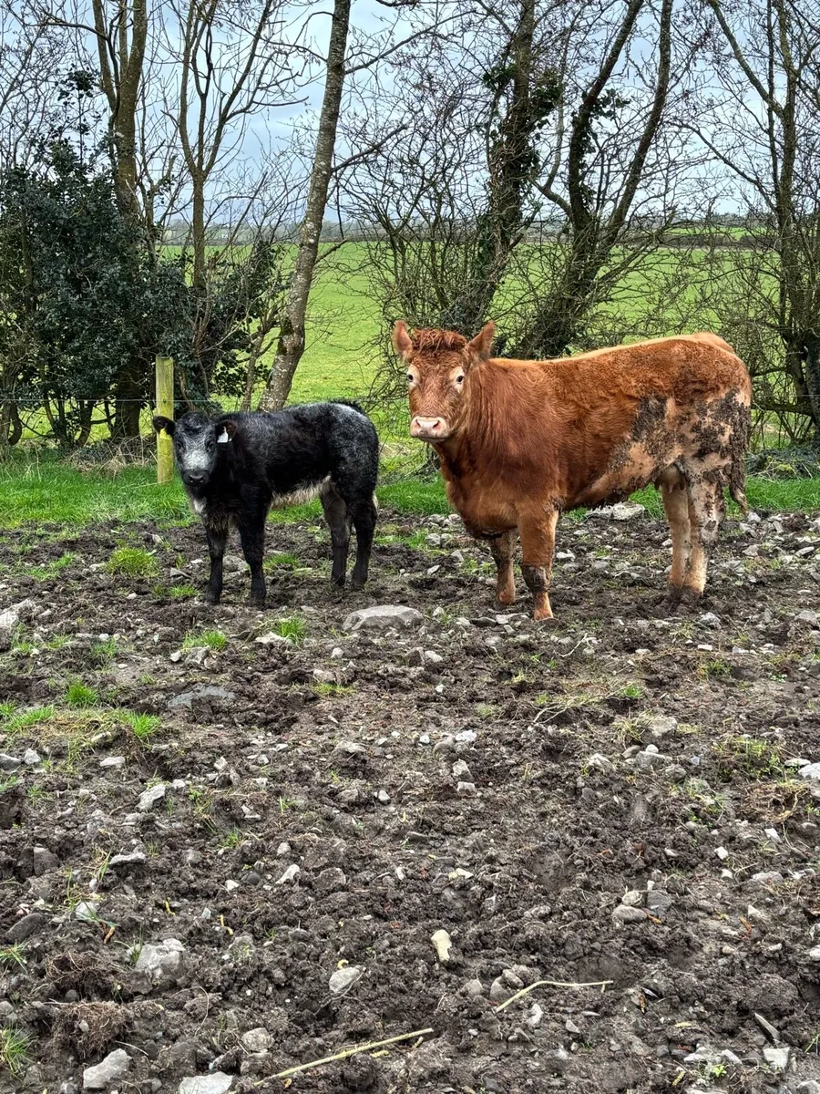 Cow and calf - Image 1