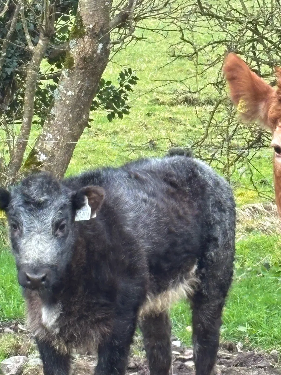 Cow and calf - Image 3