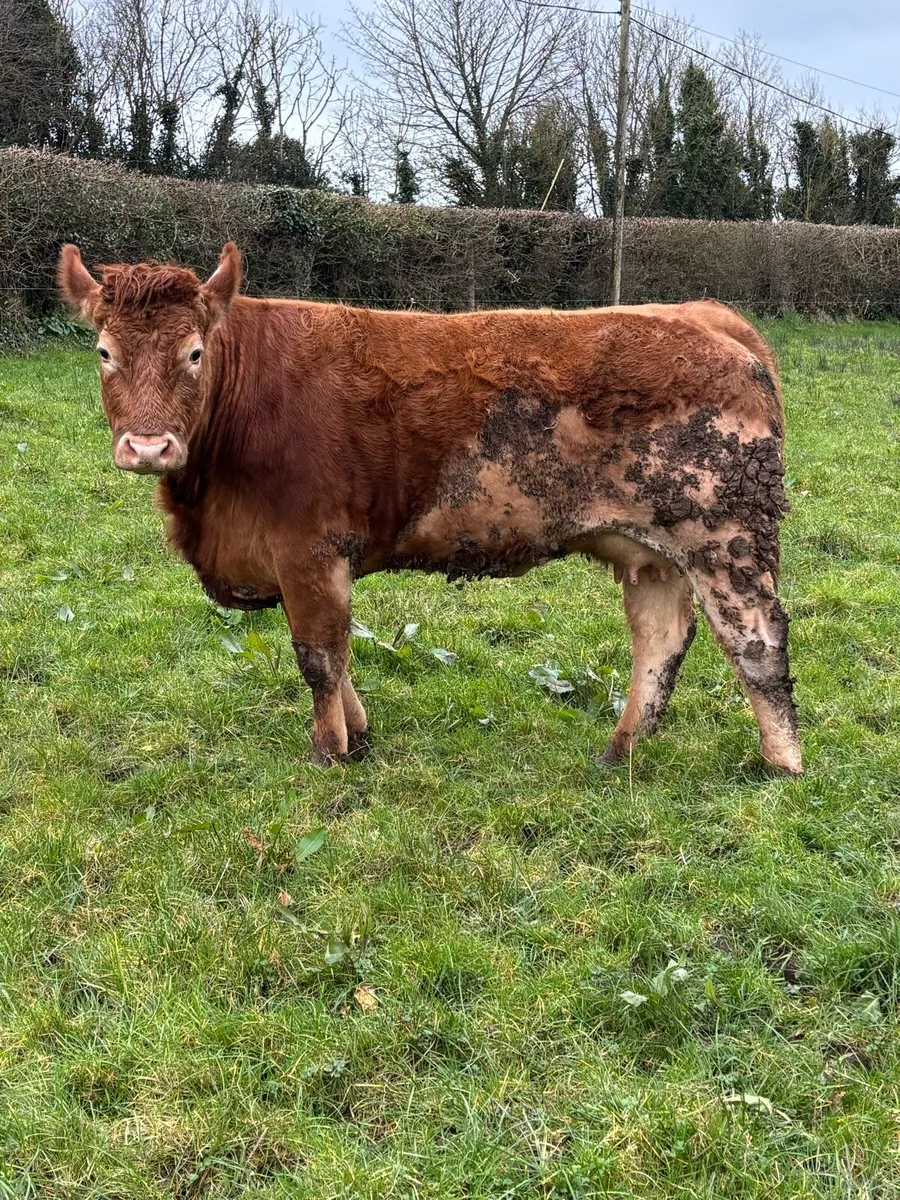 Cow and calf - Image 2