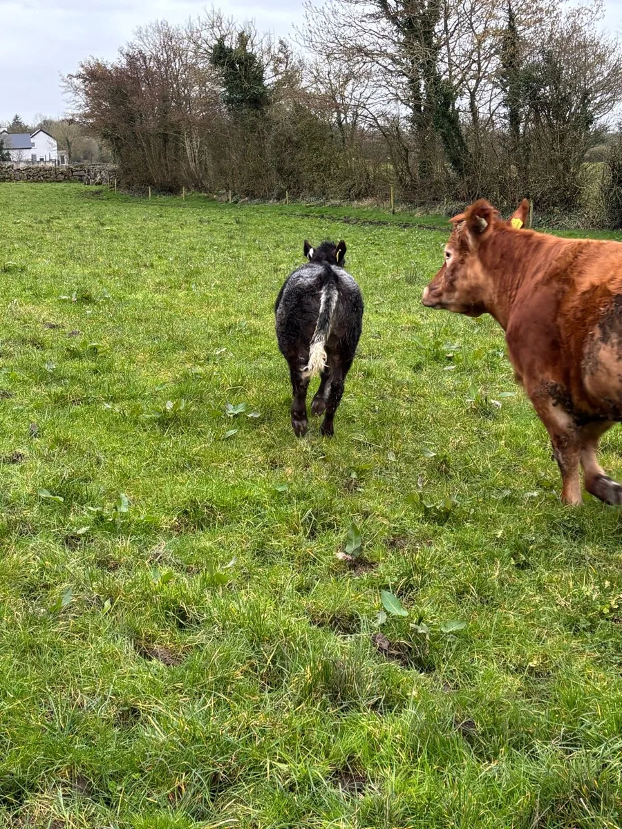 Cow and calf - Image 4