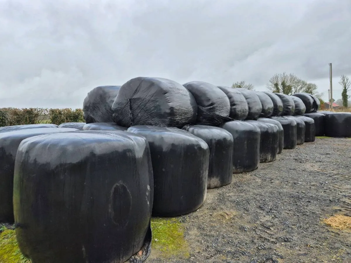 Silage bales - Image 1