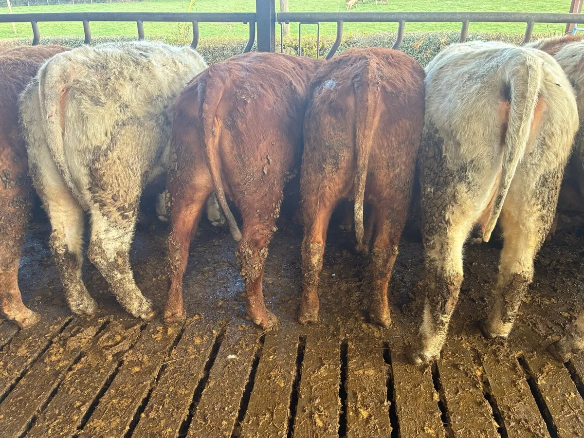 Incalf Heiffers - Image 1