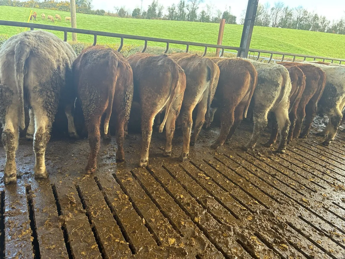 Incalf Heiffers - Image 3