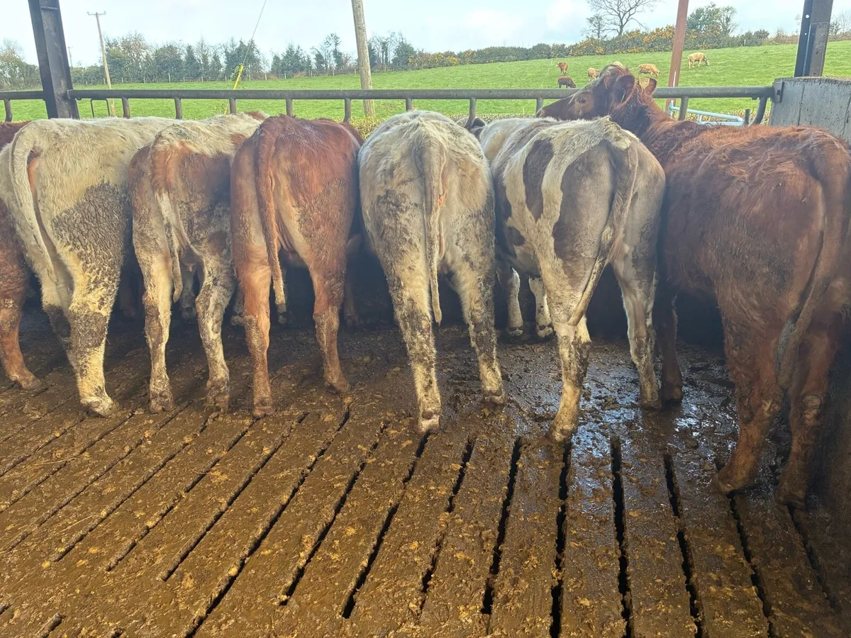 Incalf Heiffers - Image 4