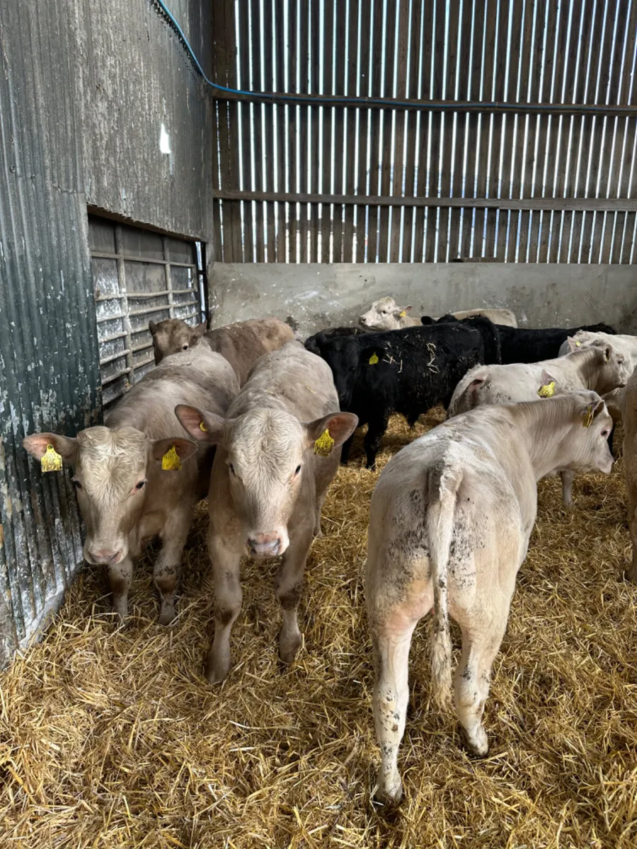 Beef bred bulls - Image 3