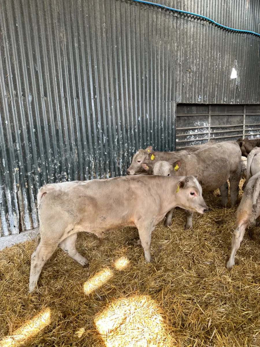 Beef bred bulls - Image 1