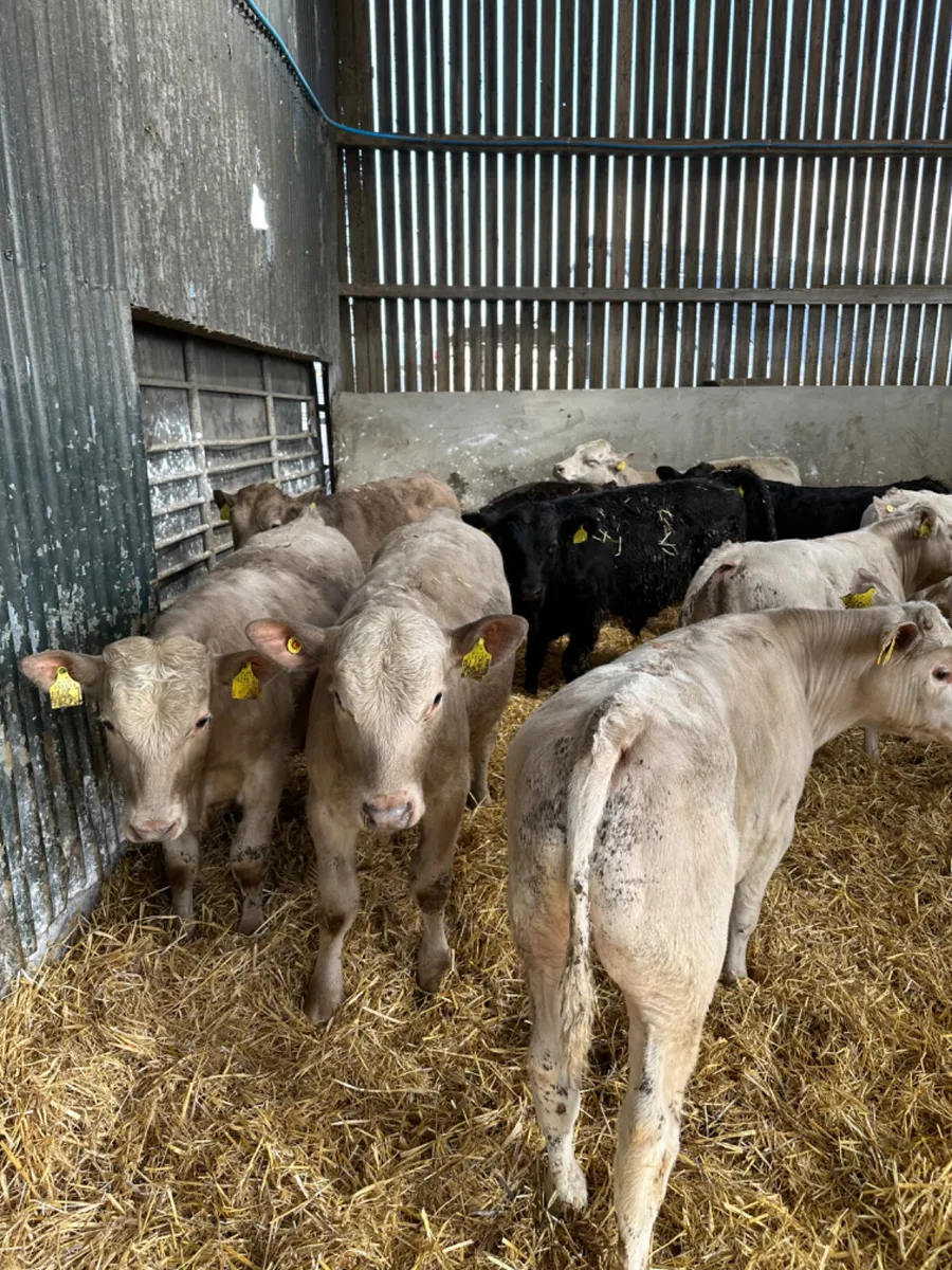 Beef bred bulls - Image 4