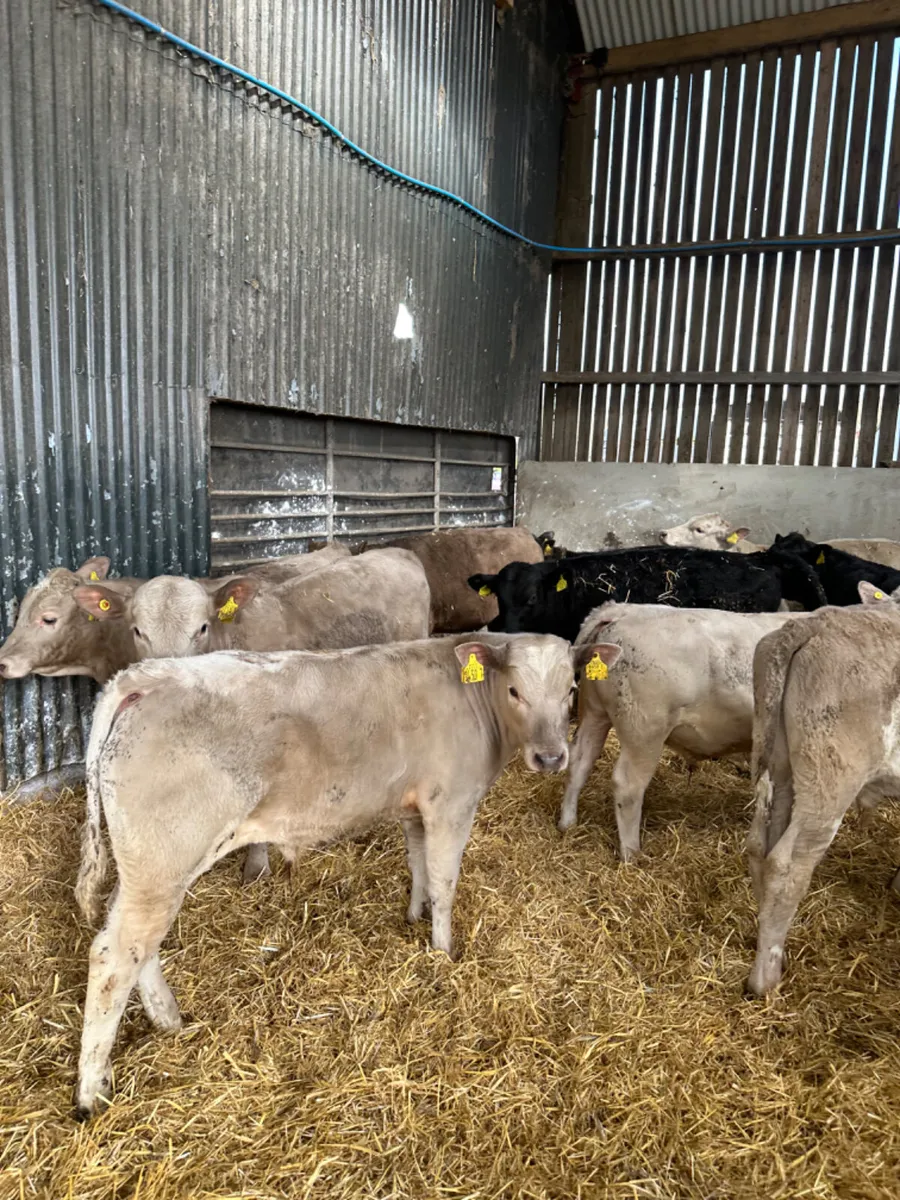 Beef bred bulls - Image 2