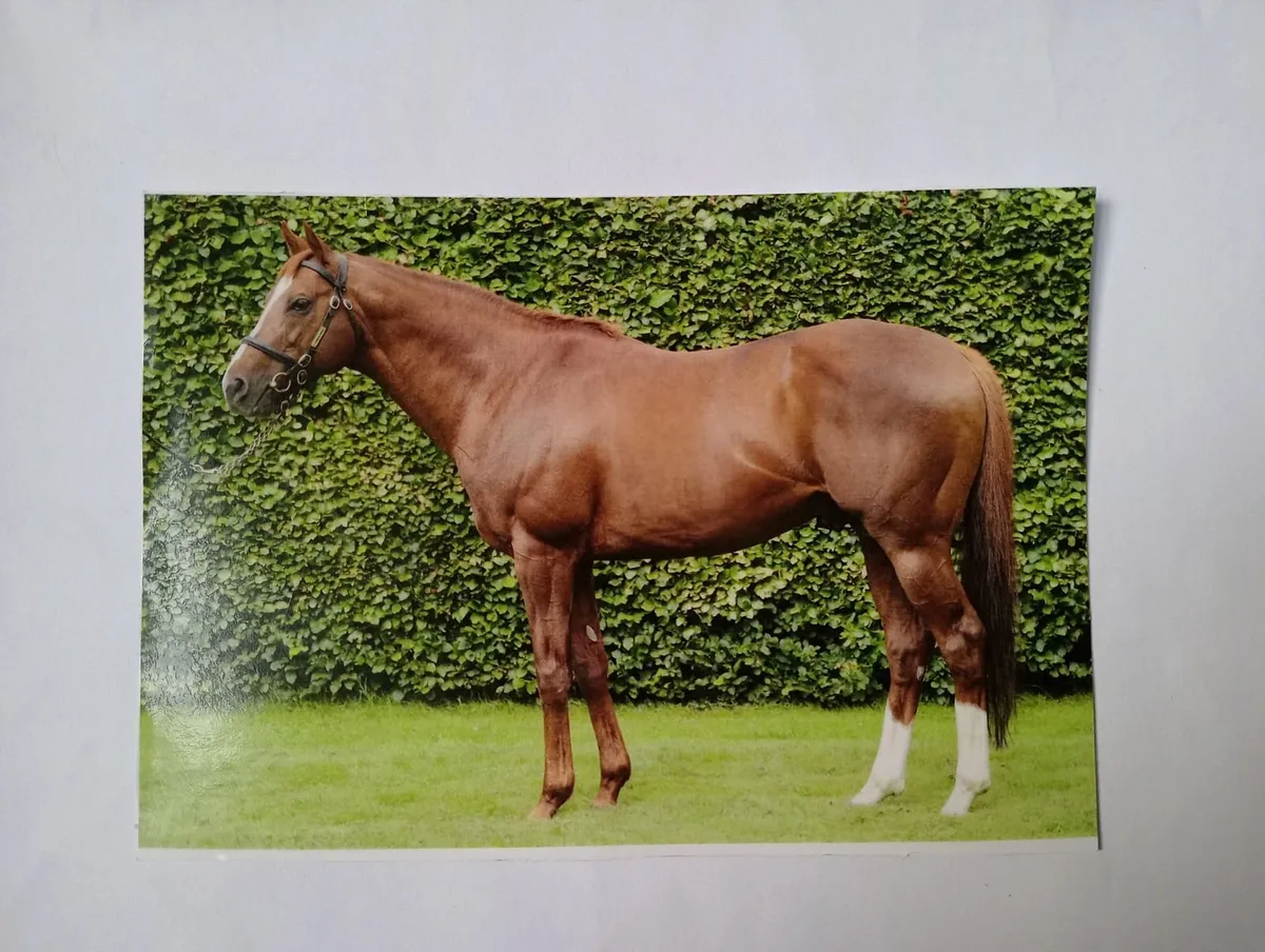 STALLIONS STANDING AT STUD - Image 1