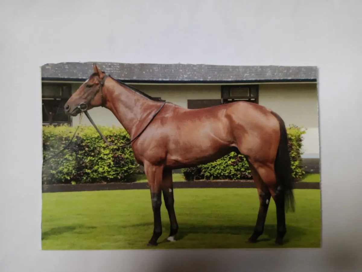 STALLIONS STANDING AT STUD - Image 2