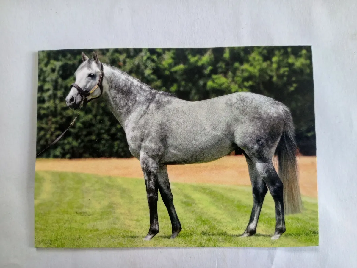 STALLIONS STANDING AT STUD - Image 3