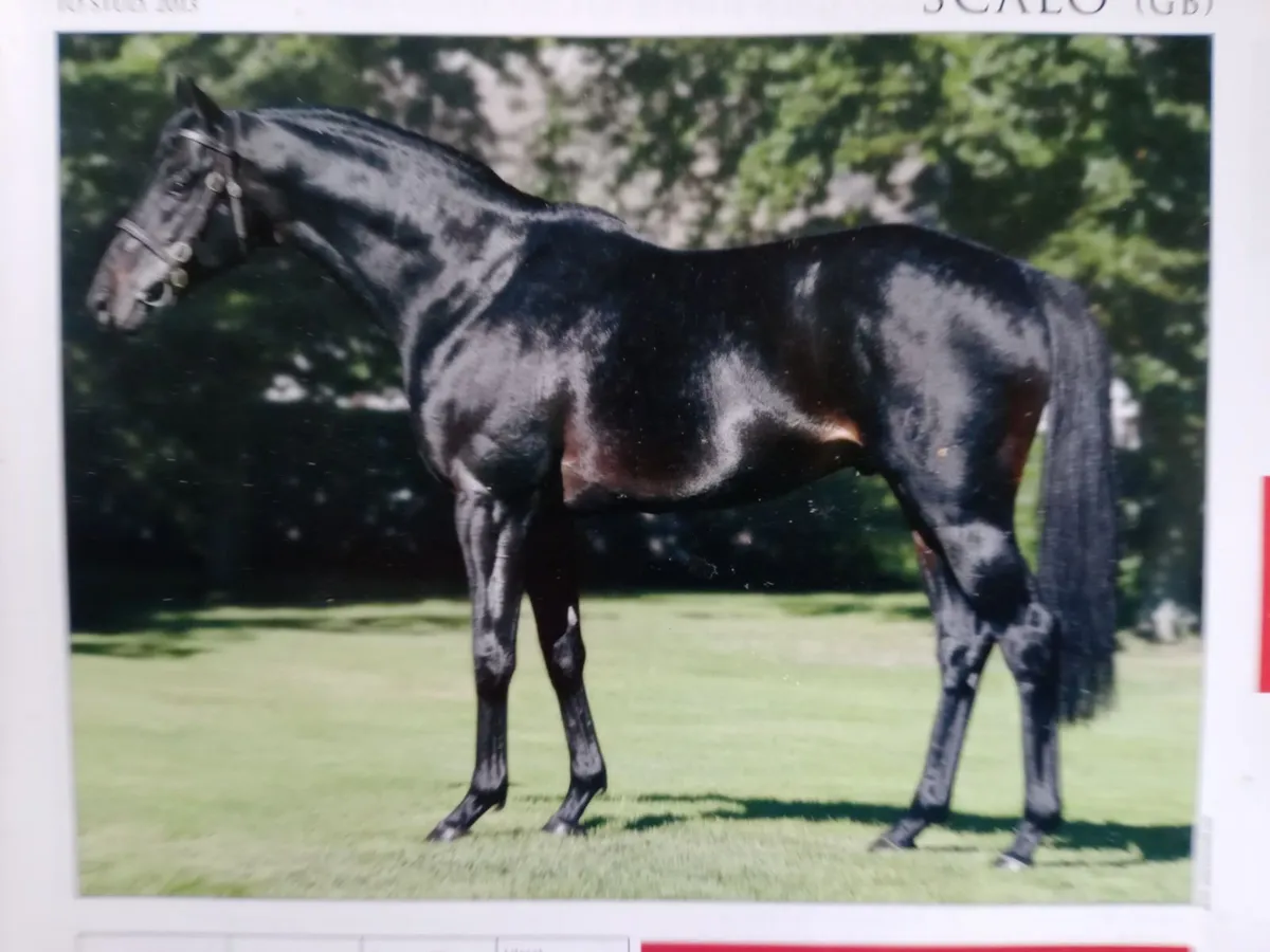 STALLIONS STANDING AT STUD - Image 4