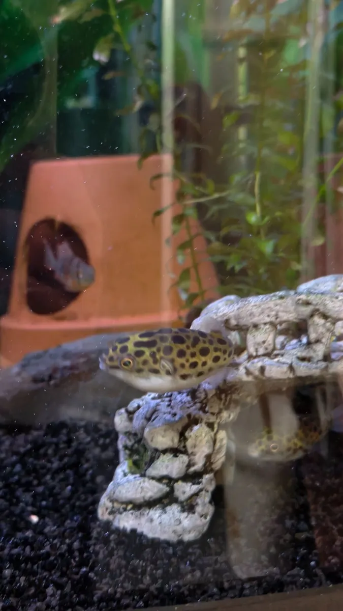 Green Spotted Puffers (tetraodon nigroviridis) - Image 3
