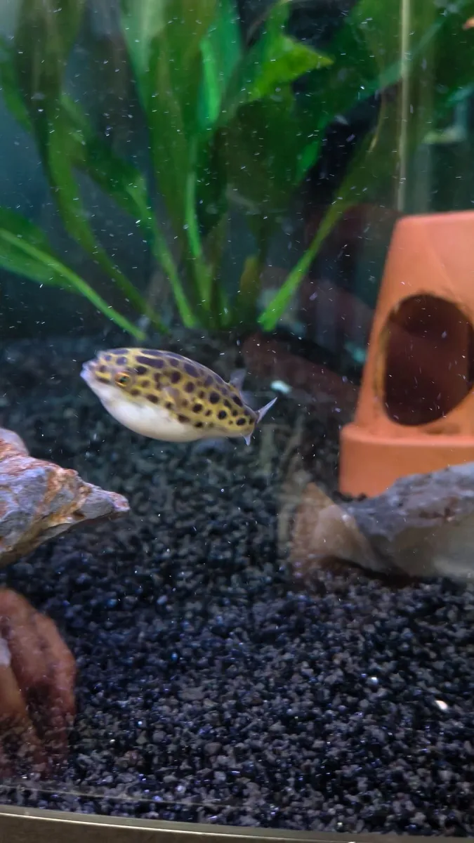 Green Spotted Puffers (tetraodon nigroviridis) - Image 4