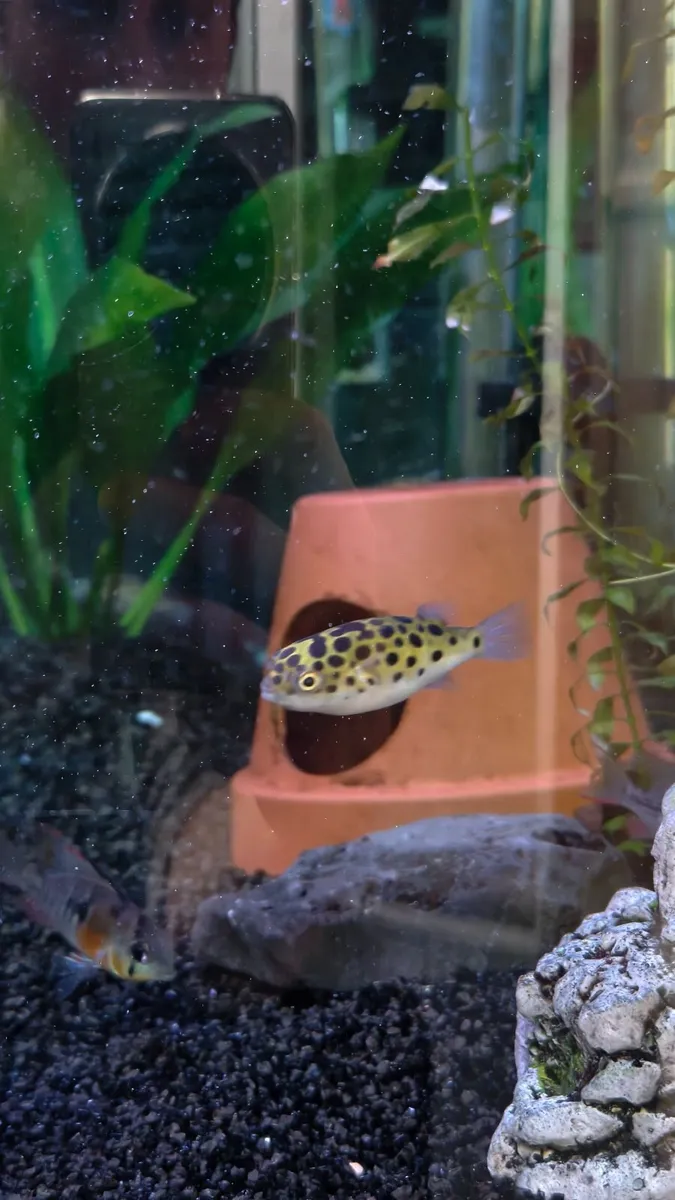 Green Spotted Puffers (tetraodon nigroviridis) - Image 1