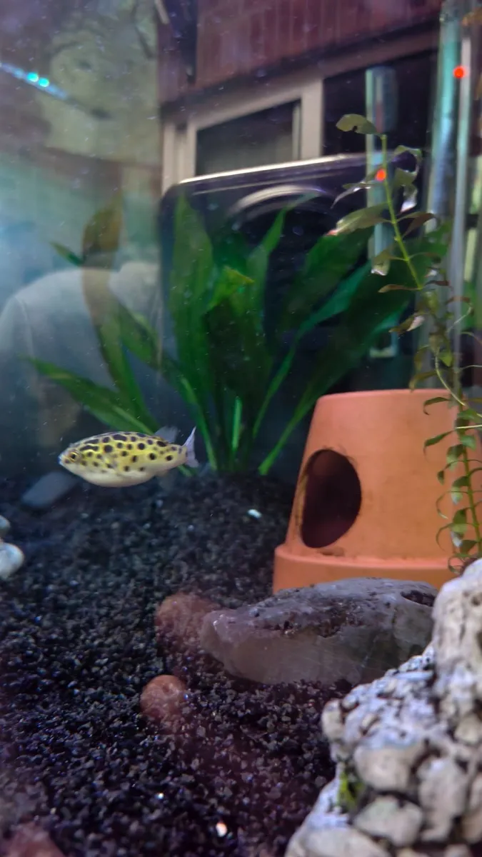 Green Spotted Puffers (tetraodon nigroviridis) - Image 2