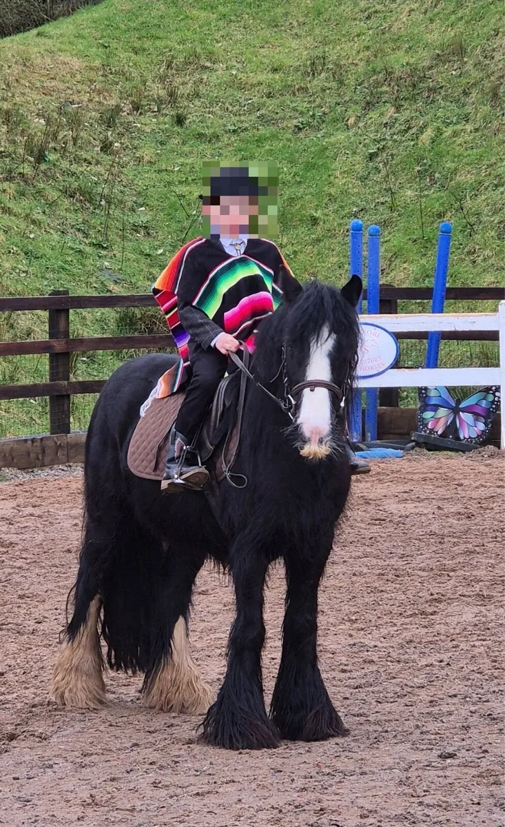 5yo all rounder cob mare - Image 1