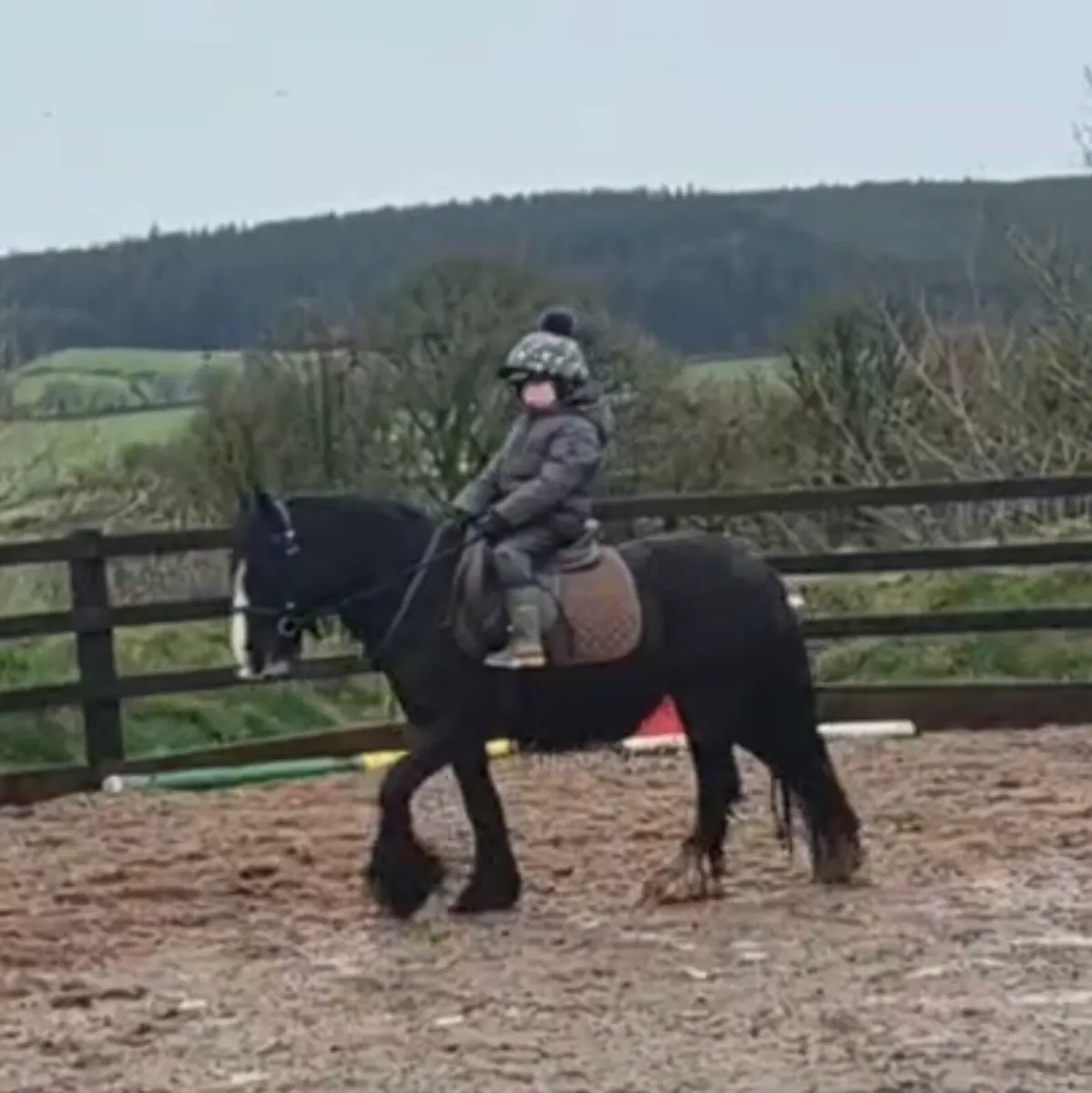 5yo all rounder cob mare - Image 2