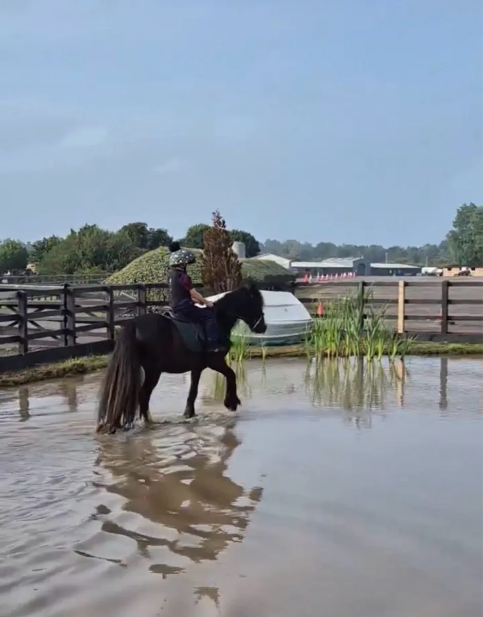 5yo all rounder cob mare - Image 3