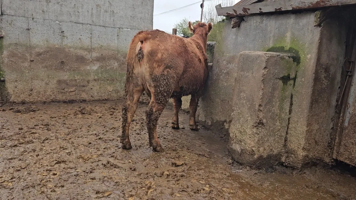 Springing Lmx heifer - Image 4