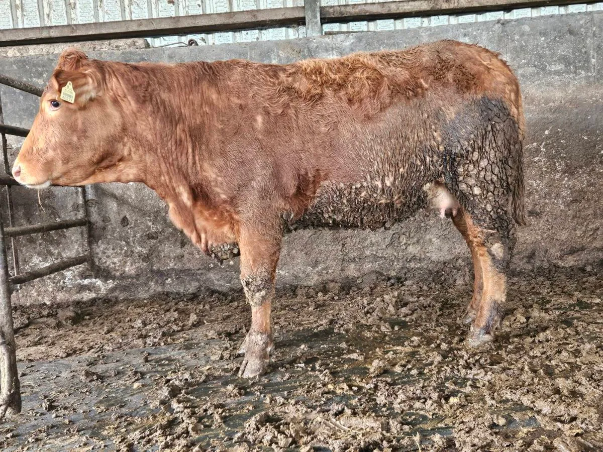 Springing Lmx heifer - Image 2