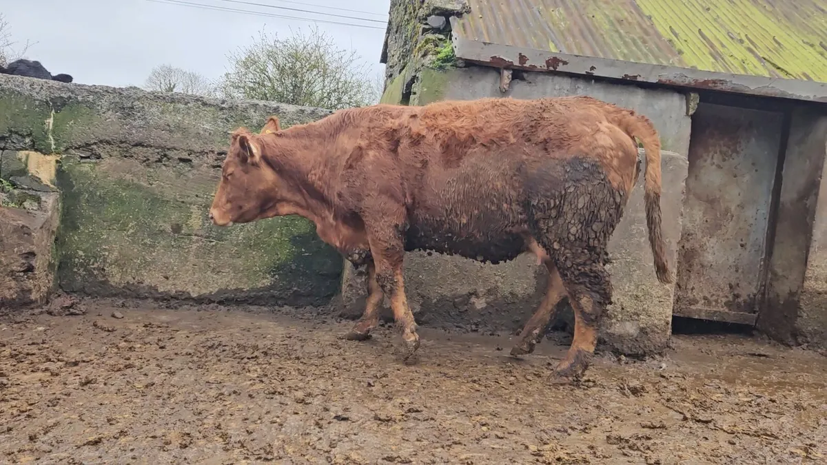 Springing Lmx heifer - Image 3