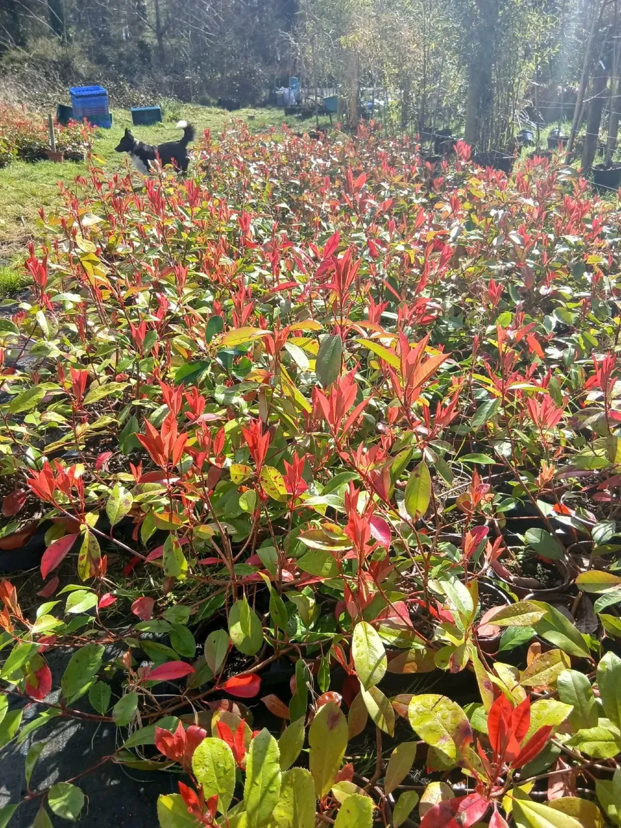 Photinia Red Robin 2ft tall €3.50 each. - Image 2