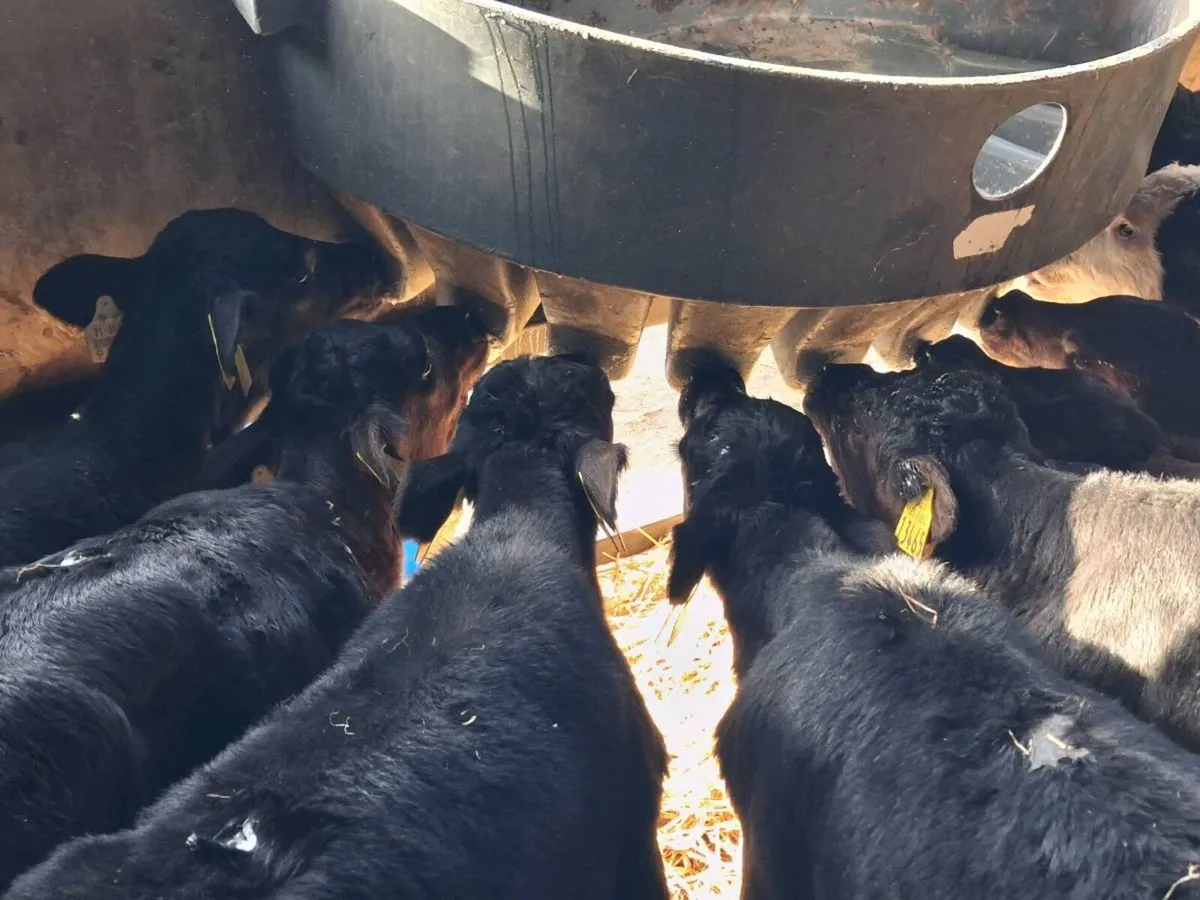 10 Cheap Angus Heifers - Image 1