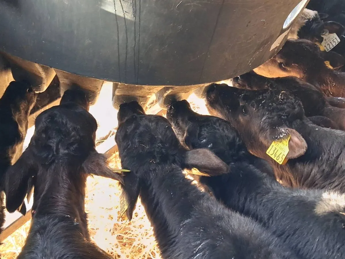 10 Cheap Angus Heifers - Image 2