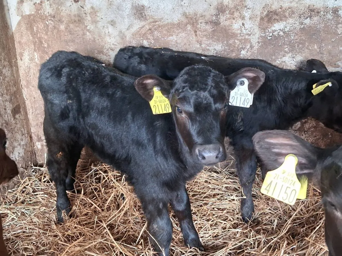 10 Cheap Angus Heifers - Image 3