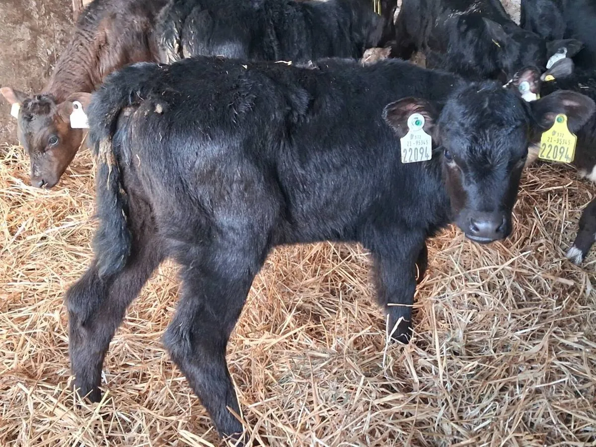 10 Cheap Angus Heifers - Image 4