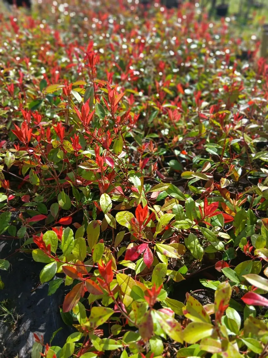 Photinia Red Robin 2 foot tall €3.50 each. - Image 2