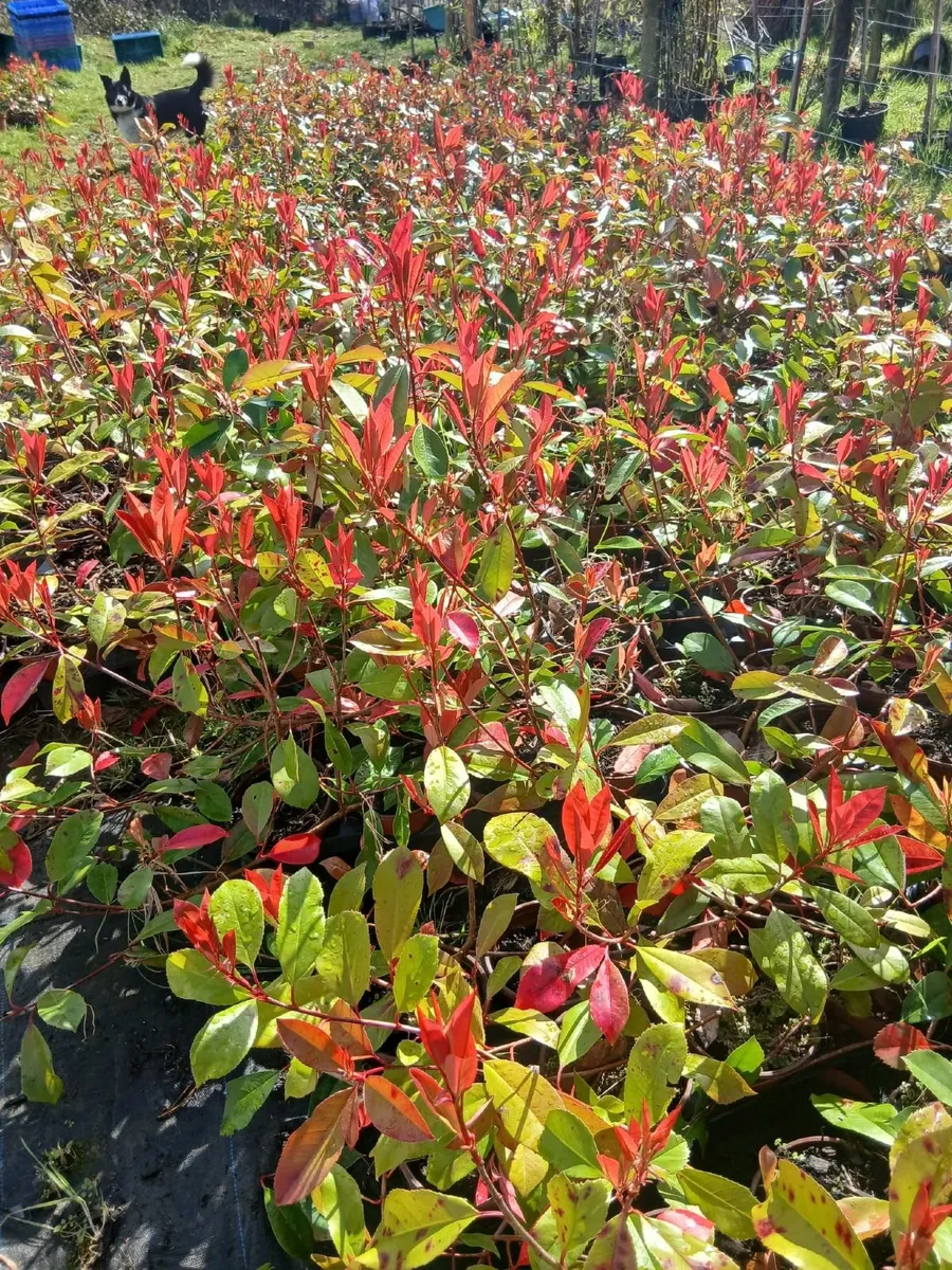 Photinia Red Robin 2 foot tall €3.50 each. - Image 4