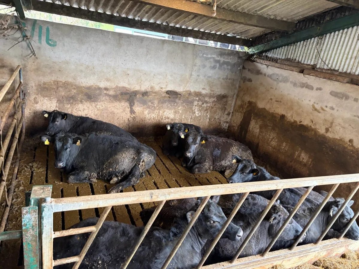 Angus Heifers - Image 3