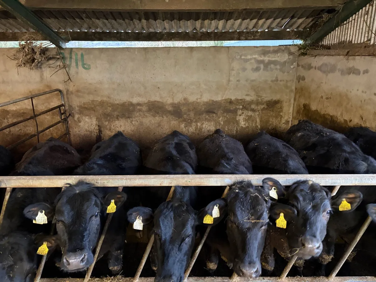 Angus Heifers - Image 1