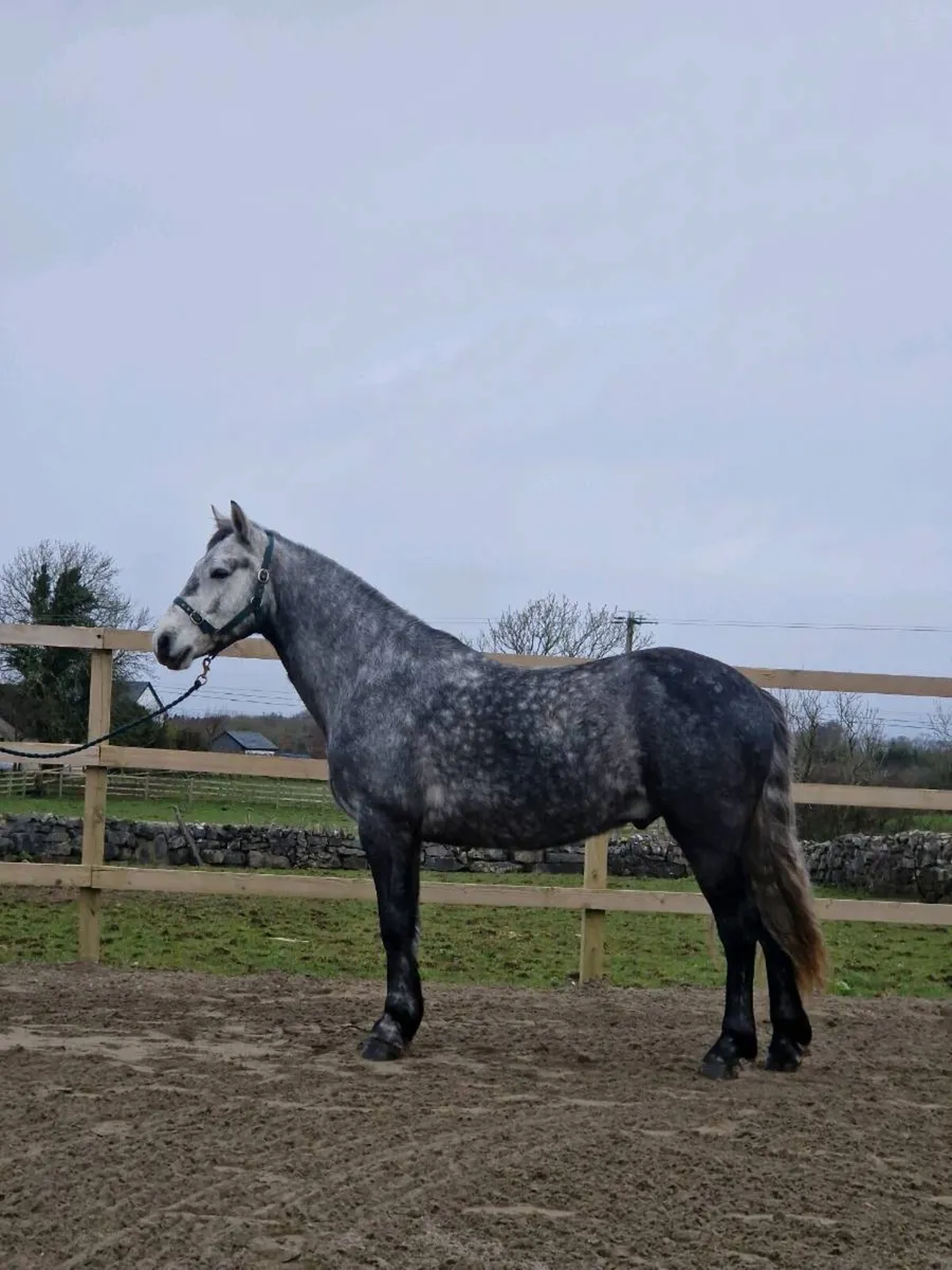 4yo Connemara gelding. - Image 1