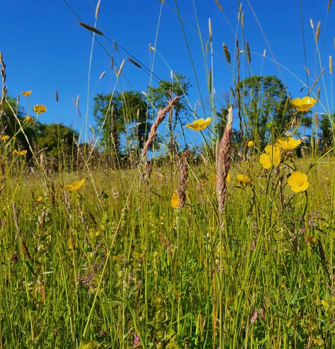 Grass Livery/ Retirement Livery Galway
