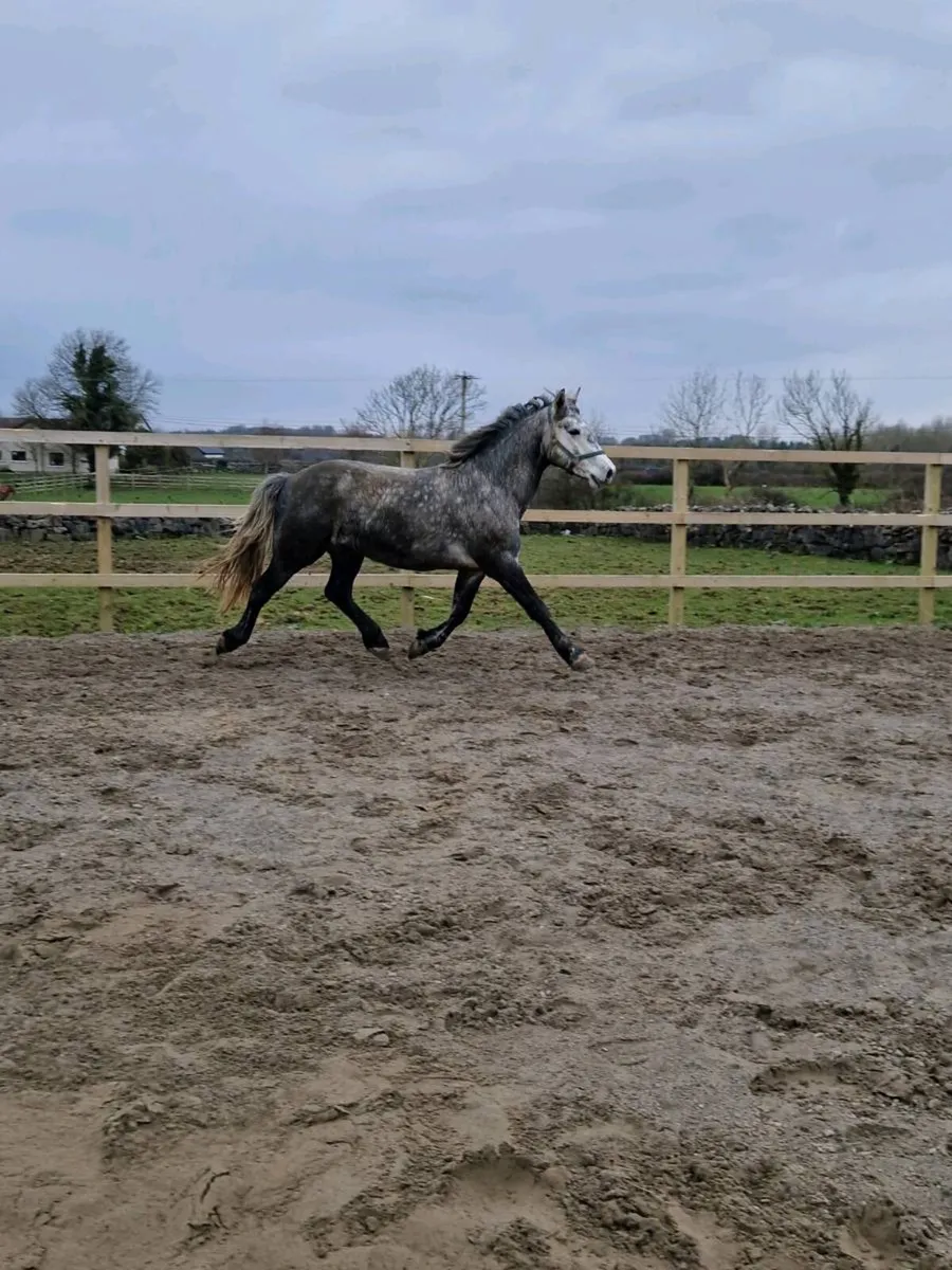 4yo Connemara gelding. - Image 2