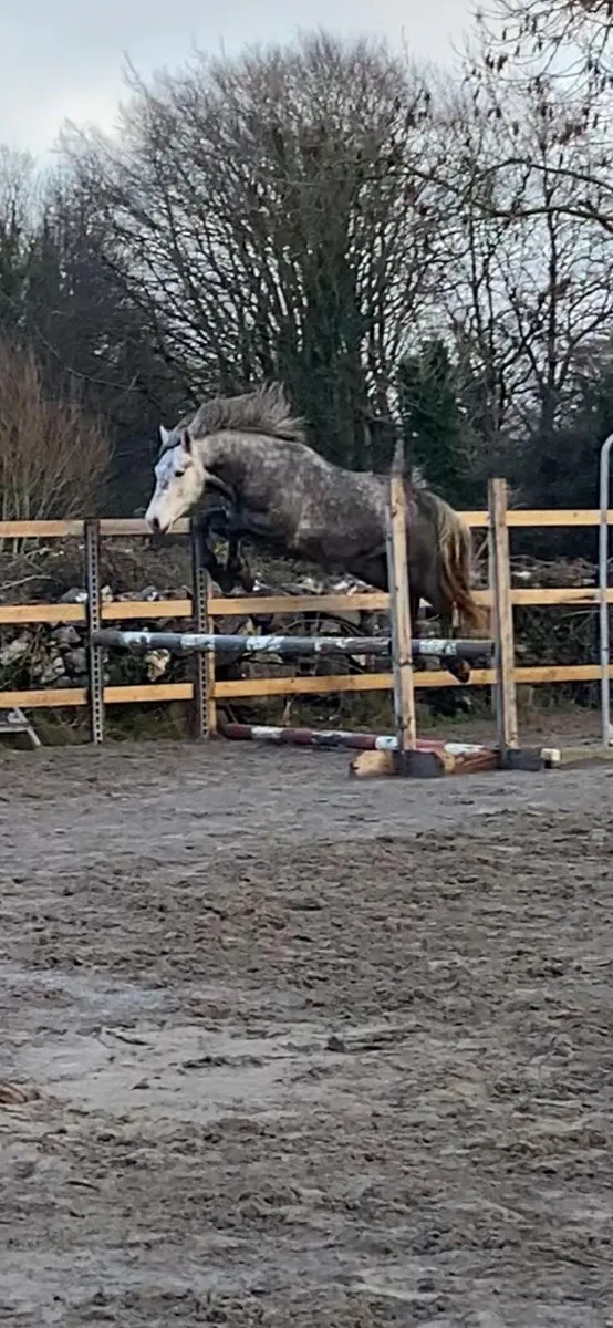 4yo Connemara gelding. - Image 3